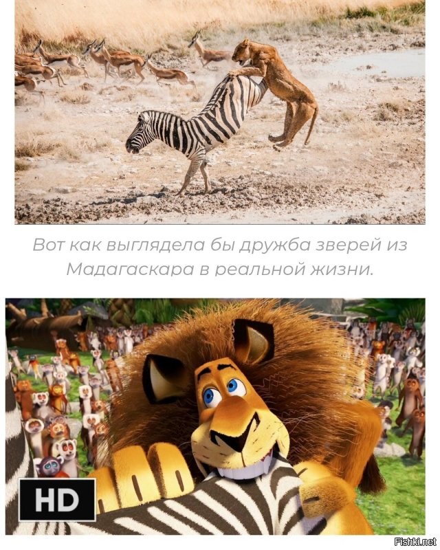 Зебры: не бегут от льва, а дают бой!