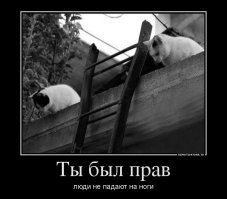 Весёлые картинки
