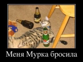 Весёлые картинки