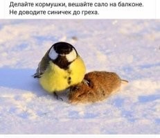 "Милые" синички.