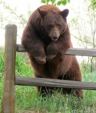 Балалайка есть? А если найду?