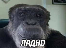 Настоящий перевод фразы Рафики из «Короля Льва»