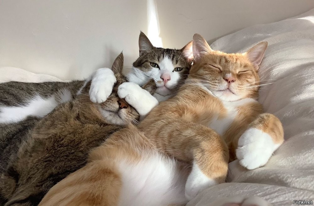 Солянка от 02.03.2026