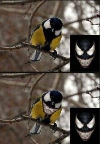 Синички прилетели)