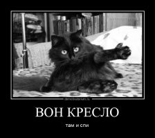 Кот добился своего