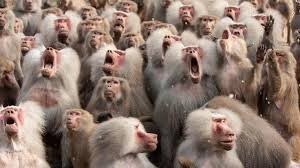 Боец спровоцировал массовую потасовку после боя по грэпплингу в США