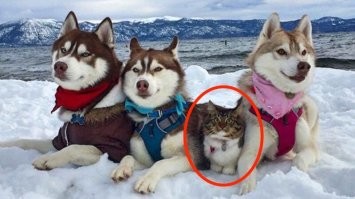 Банда!