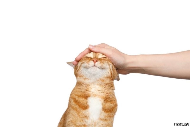 Да погладиться хочет.