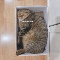 Кот оценил набор LEGO