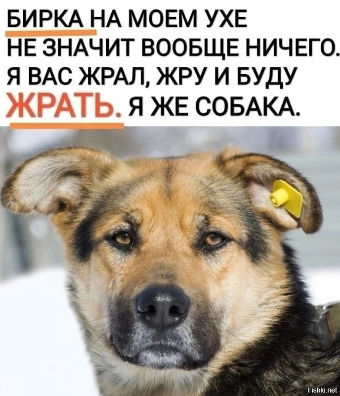 поймают повесят бирку и выпустят там же.