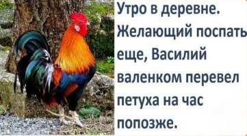 Петух перестарался
