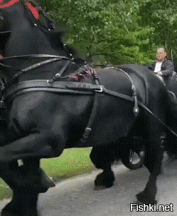 Кто в лошадях шарит (перен.)? Першероны?
