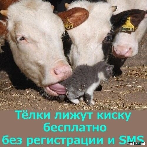 Весëлые картинки