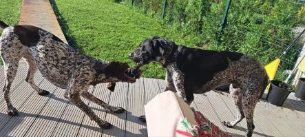 у меня две собаки и вы действительно считаете что я могу их выпускать бегать по посёлку с наказом кусать всех не местных??