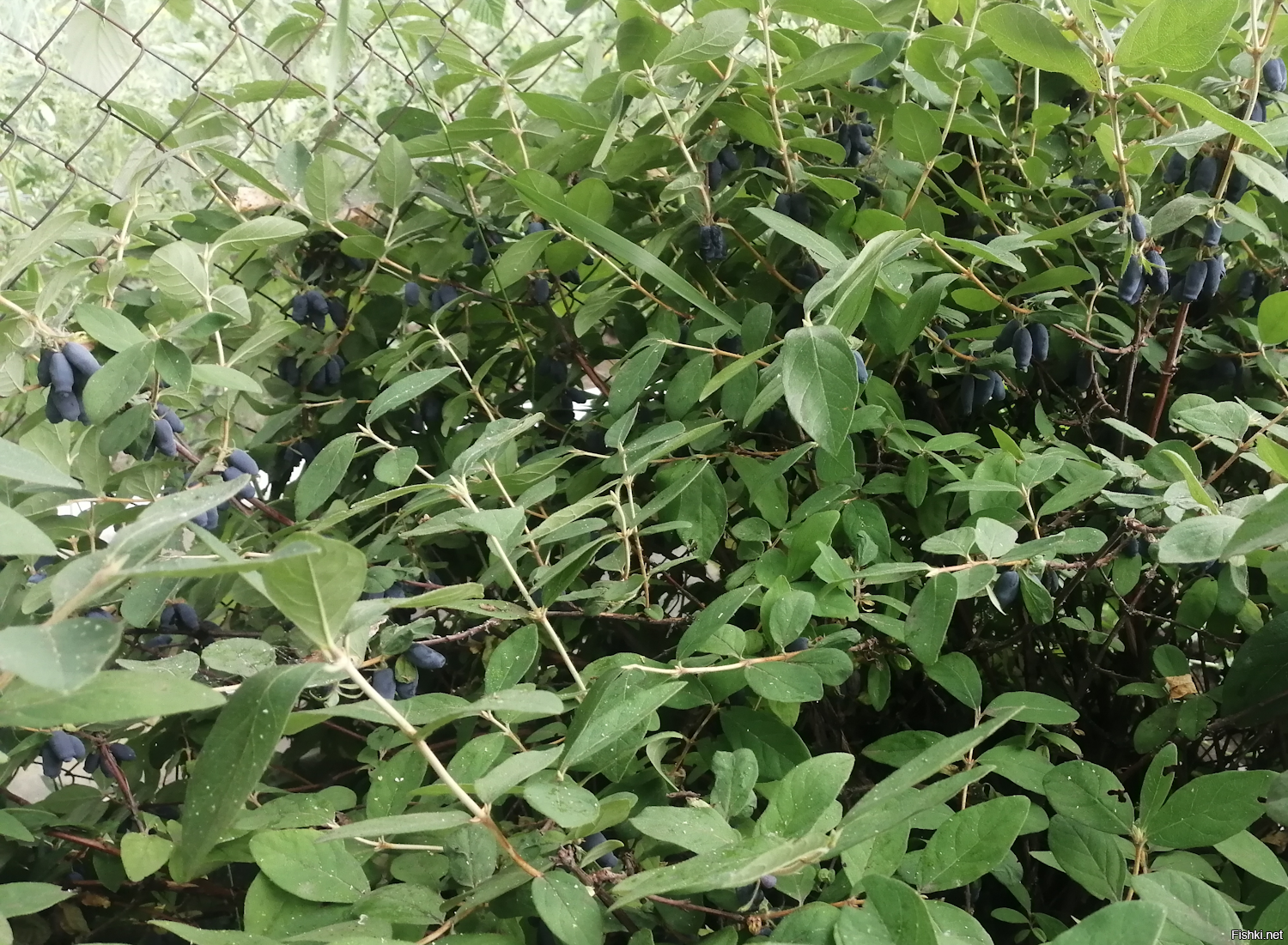 Это голубика. Только не та, что у нас растёт, а её одомашненный в Северной Америке собрат. Садовая голубика весьма непривередлива и при грамотном (минимальном уходе) даёт хороший урожай. 
На фото 1-2 выращенная мною возле дома голубика.
Жимолость тоже одомашнили, причем в России, если не ошибаюсь. Это растение так же неприхотливо и при минимальном уходе весьма неплохо плодоносит. 
Обратите внимание, что ягоды у жимолости (фото 3) и голубики отличаются по форме. Поверьте, вкус у них тоже разный.