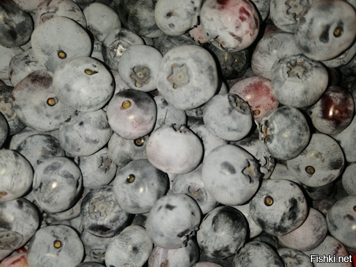 Это голубика. Только не та, что у нас растёт, а её одомашненный в Северной Америке собрат. Садовая голубика весьма непривередлива и при грамотном (минимальном уходе) даёт хороший урожай. 
На фото 1-2 выращенная мною возле дома голубика.
Жимолость тоже одомашнили, причем в России, если не ошибаюсь. Это растение так же неприхотливо и при минимальном уходе весьма неплохо плодоносит. 
Обратите внимание, что ягоды у жимолости (фото 3) и голубики отличаются по форме. Поверьте, вкус у них тоже разный.