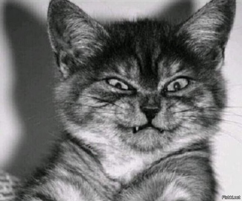 30 фото, доказывающих, что кошки участвуют в тайном заговоре и готовят переворот