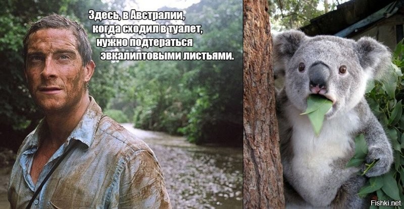 Коала: глупость этого зверя запредельна