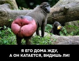 Борзый пассажир хамит контролеру и пассажирам