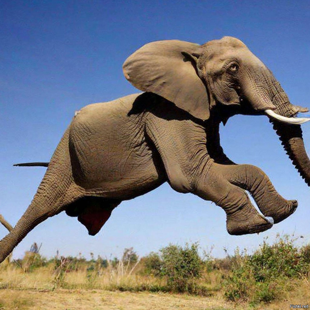 Неудачный трюк в цирке: мужчинам не удалось поймать артистку