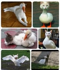 Скрины из соцсетей