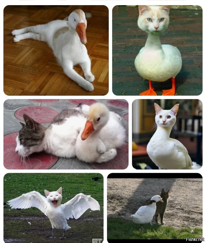 Скрины из соцсетей