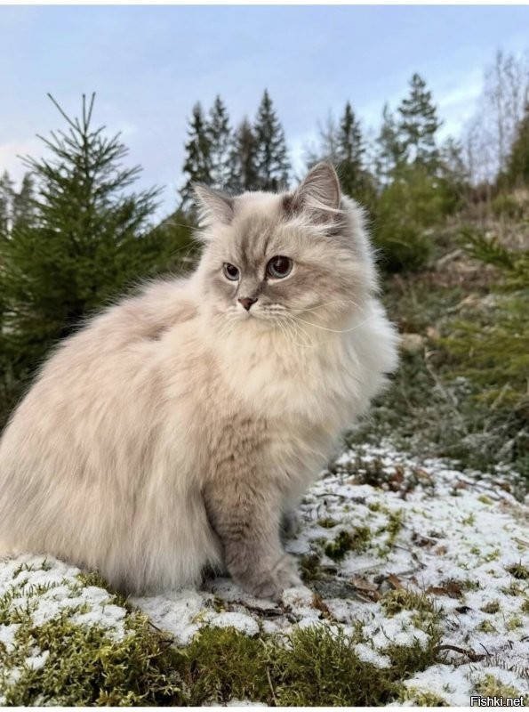 Солянка от 04.03.2026