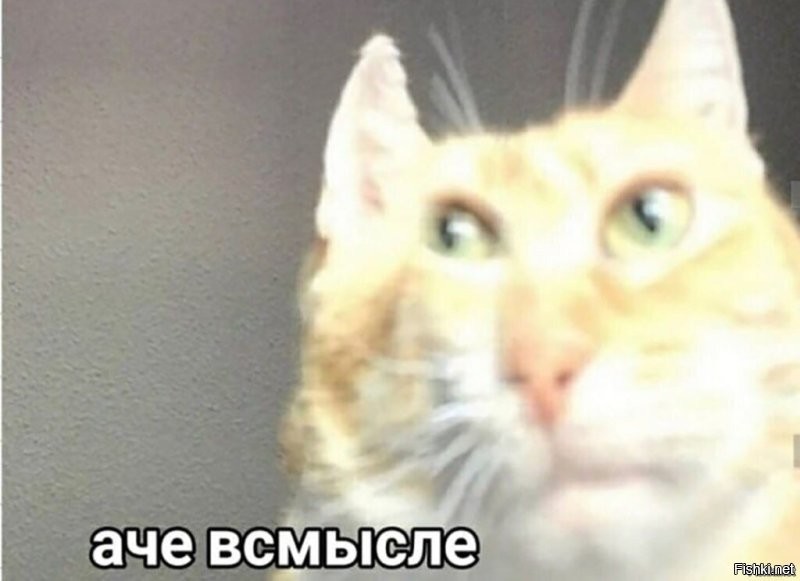 Упорный, но не слишком сообразительный кот