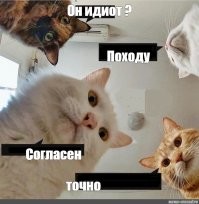 Упорный, но не слишком сообразительный кот