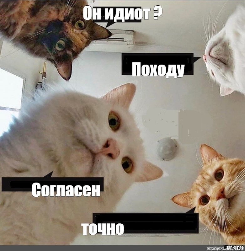 Упорный, но не слишком сообразительный кот