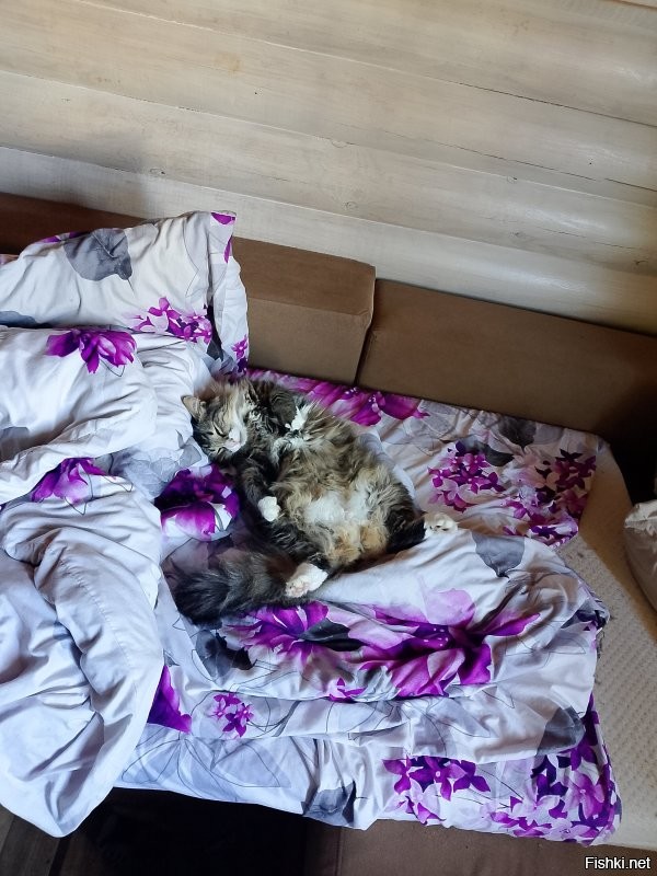 Вот кстати тоже прикол с моим котом , дома в мастерской ковыряюсь балгарка дрель циркулярка котоусу пофиг подходит совсем близко чуть ли не говорит дай я сам ,вот как только включаю пылесос этот кадр испаряется , ему уже 9 лет в чём этот страх заключается фиг знает)) А вот и он) Сорян за бардак только проснулись)