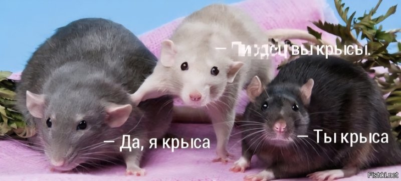 Все ближе к Шойгу: задержан Руслан Цаликов, экс-замминистра обороны – СК назвал его лидером мафии, воровавшим и в ходе СВО