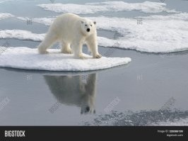Ты ещё белых медведей пожалей, они так-то даже не водоплавающие