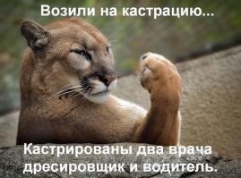 Злой и нервный клиент грумера
