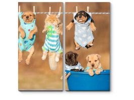 Как выжимать кота после купания