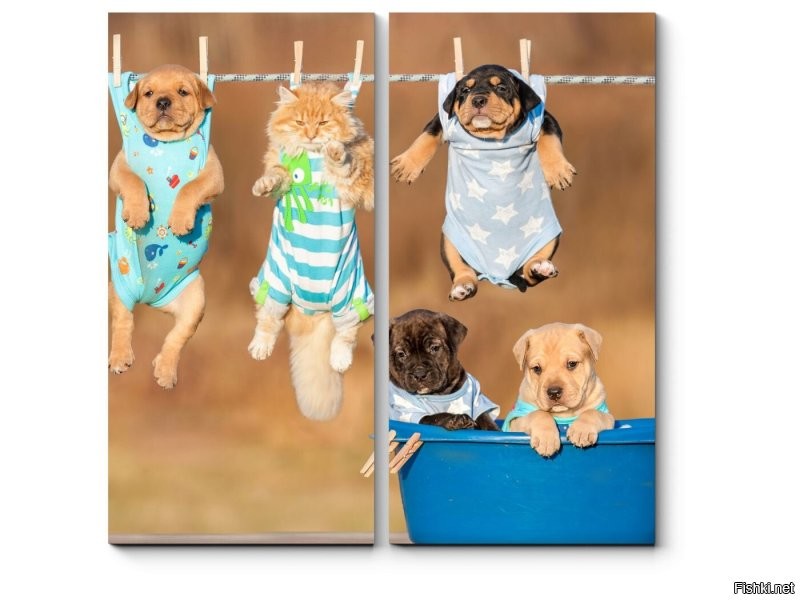 Как выжимать кота после купания