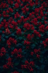 Сальвия - декоративный шалфей.
30 лет назад работал на заводе мастером хозучастка, так у нас сальвией ползавода было засажено, настолько директор красный цвет любил. А сальвия яркая и цветёт долго.