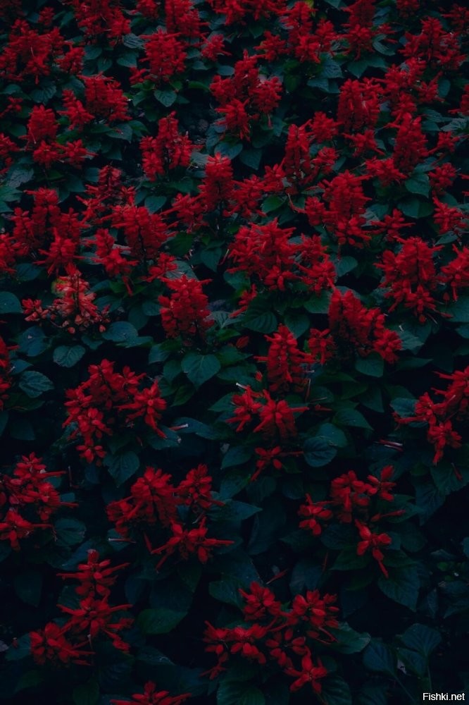 Сальвия - декоративный шалфей.
30 лет назад работал на заводе мастером хозучастка, так у нас сальвией ползавода было засажено, настолько директор красный цвет любил. А сальвия яркая и цветёт долго.