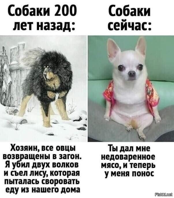 «Это собака или кто?»: хозяйку удивили рекомендации ветеринара по питанию питомца