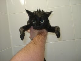 Как выжимать кота после купания