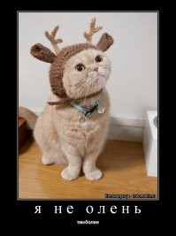 Да не едим мы мох, мы ж не олени какие в самом то деле!
