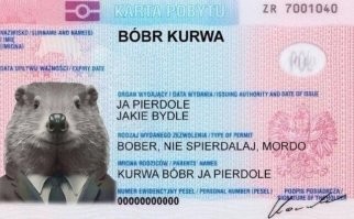 Бобёр устроил «лесозаготовку» во дворе и повалил дерево на припаркованные машины