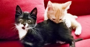 Пушистый контролёр