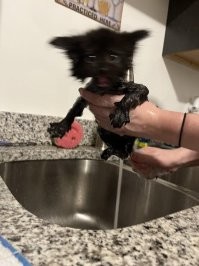 Как выжимать кота после купания