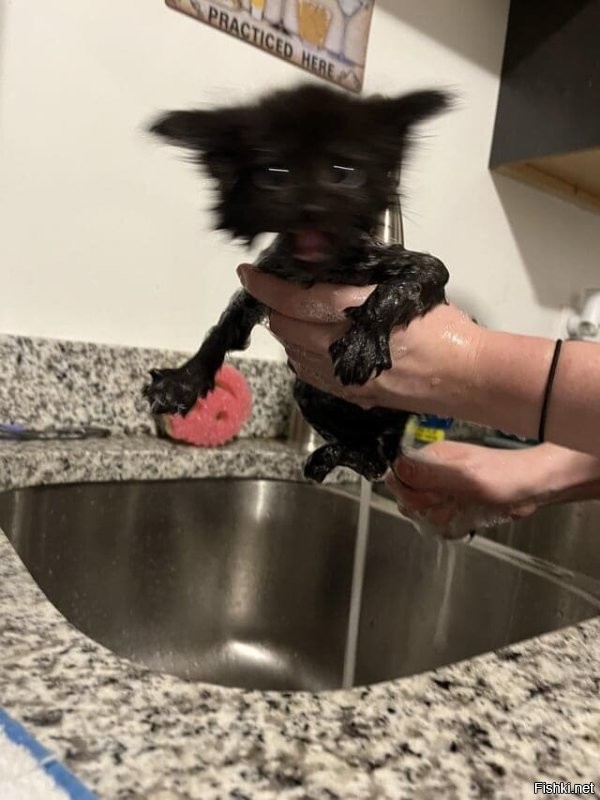 Как выжимать кота после купания