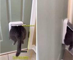 Кот зашёл не в ту дверь