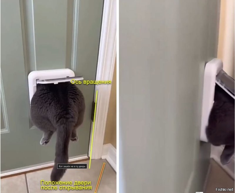 Кот зашёл не в ту дверь