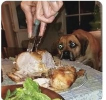 «Это собака или кто?»: хозяйку удивили рекомендации ветеринара по питанию питомца