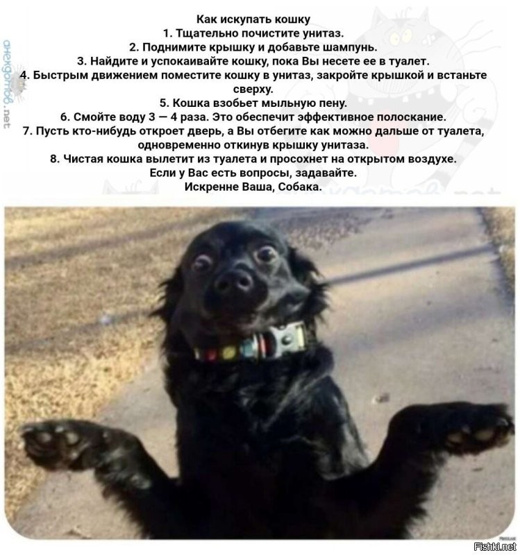 Как выжимать кота после купания