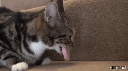 У всех кот как кот , а у меня пирожочек)